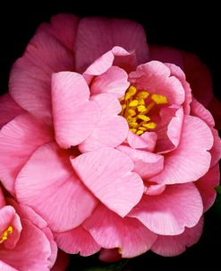 Camellia