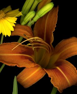 Day Lily and Coreopsis