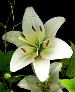 White Lily #2