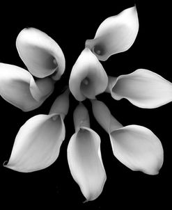 Crystal Blush Calla #2 b-w