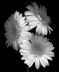 Gerbera Daisy b-w