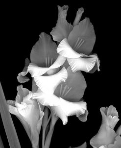 Gladiola b-w