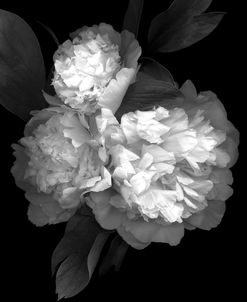 Peony ’08 #3 b-w