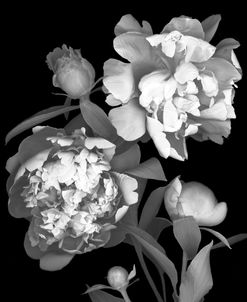 Peony b-w