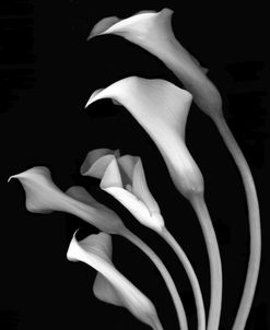 Calla Lilies #3 b-w