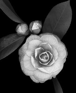 Camellia with Buds b-w