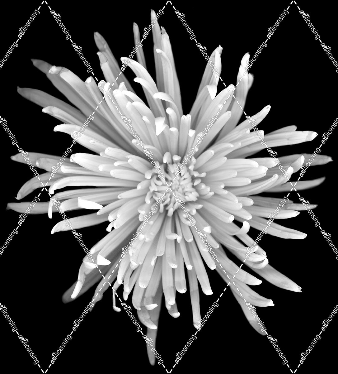 Chrysanthemum #1 b-w