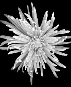 Chrysanthemum #1 b-w