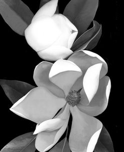 White Magnolia b-w