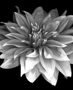 Perfect Dahlia #1 b-w