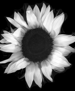Sunflower #1 b-w