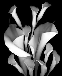 White Calla #2 b-w