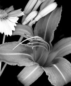 Day Lily & Coreopsis