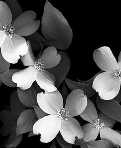 Dogwood B&W