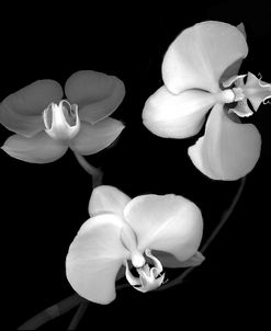 Three Orchids B&W