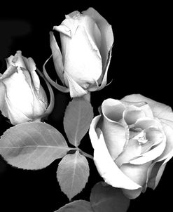 Three Roses B&W