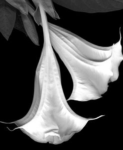 Trumpet Flower B&W