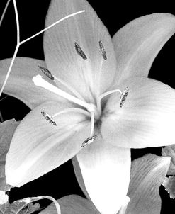 White Lily II B&W