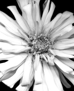 Zinnia I B&W