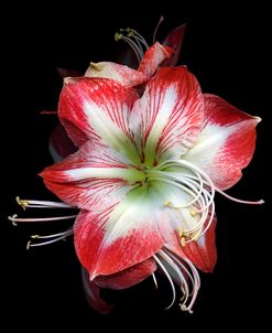 Winter Amaryllis