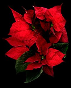 Poinsettia 2014