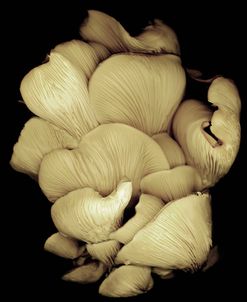 Oyster Mushrooms