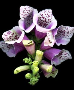 Foxglove