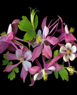 Columbine