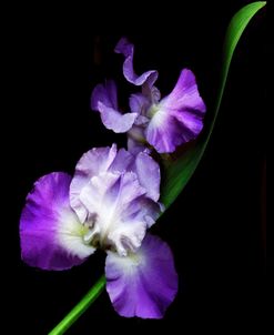 Iris 2022