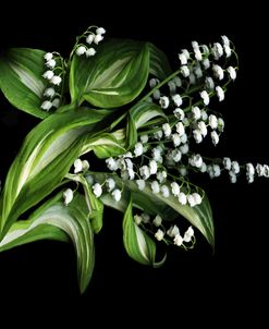 Number 1 Lily of the Valley with Hosta Leaves