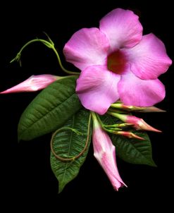 Mandevilla