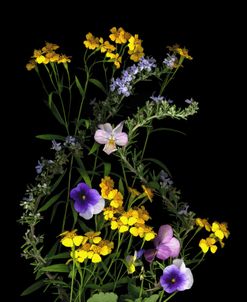 Pansy, Rosemary & French Tarragon