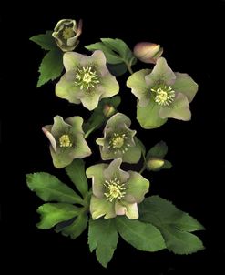 Lenten Rose