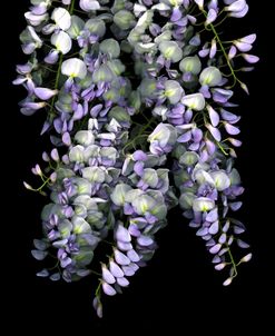 Wisteria