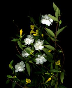 Confederate Jasmine & White Carnations