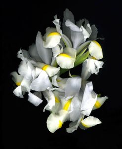 White Iris