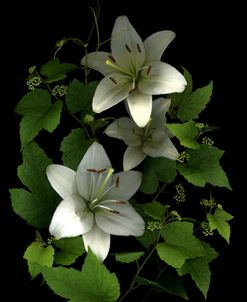White Lilies ’06