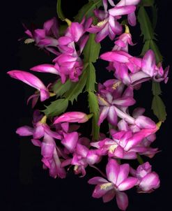 Christmas Cactus