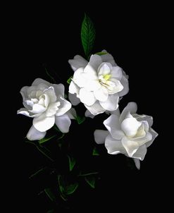 Gardenia