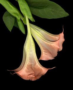 Trumpet Flower