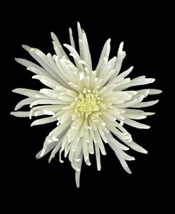 Chrysanthemum #1