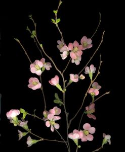 Flowering Peach Quince