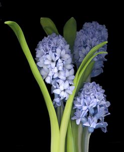 Hyacinth