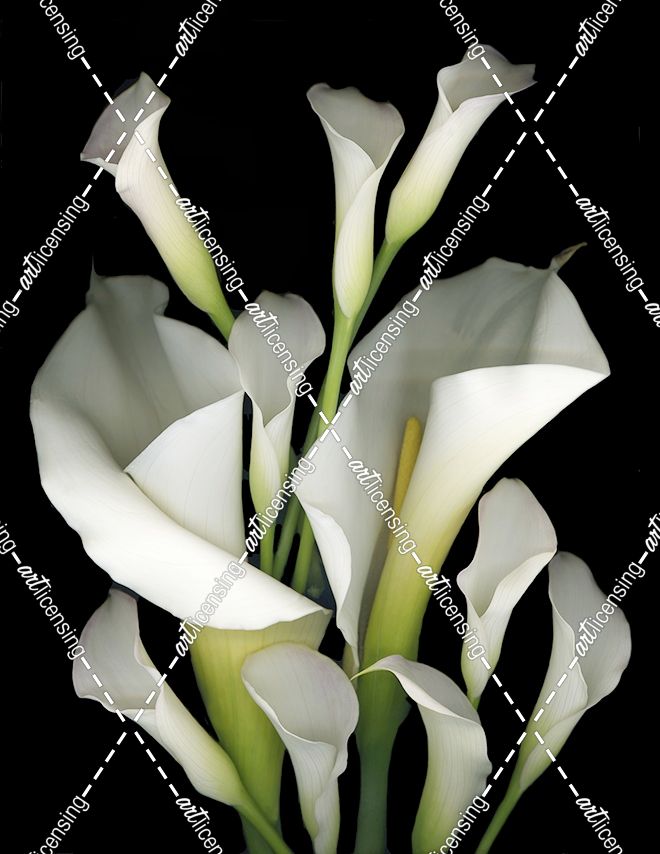 White & Crystal Blue Callas #2