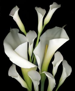 White & Crystal Blue Callas #2
