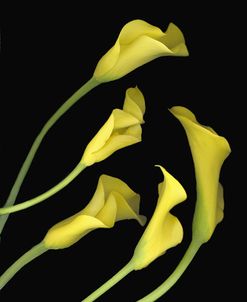 Calla Lilies #1