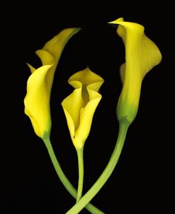 Calla Lilies #2