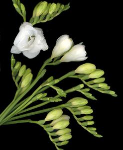 Freesia #2