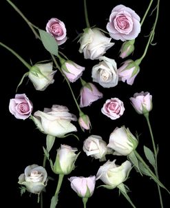 Pink & White Roses #5