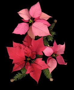 Poinsettia #1